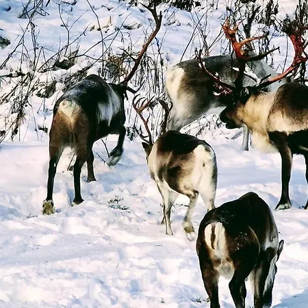 Magic On Senja, Atmosphere Like A Fairytale * Botnhamn